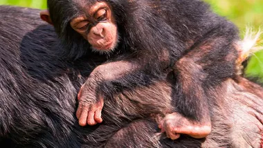 Зображення ZME Science