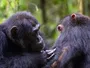 Шимпанзе в Уганді демонструють складні методи лікування ран та гігієни