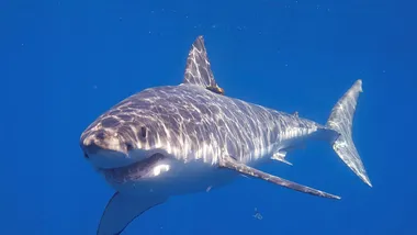 Зображення ZME Science