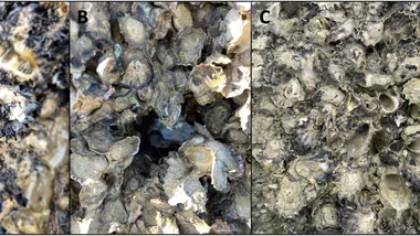 Зображення Phys