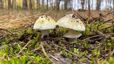 Зображення NBC