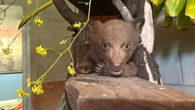 Зображення NYT