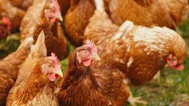 Фото Alexas Fotos