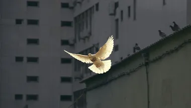 Зображення Phys