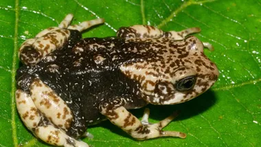 Зображення Sci.News