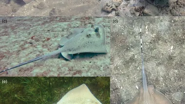 Зображення Sci.News