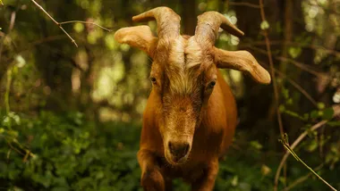 Зображення NYT