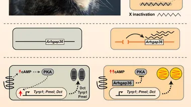 Зображення Sci.News