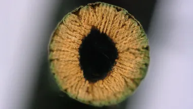 Зображення Cosmos