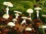 Смертельні гриби: австралійка отруїла родину бліднями поганками