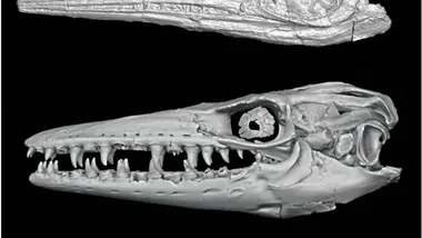 Зображення Discover Magazine