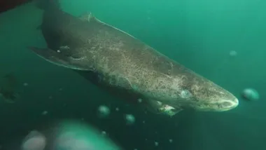 Зображення discoverwildlife.com