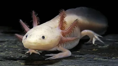 Зображення BBC