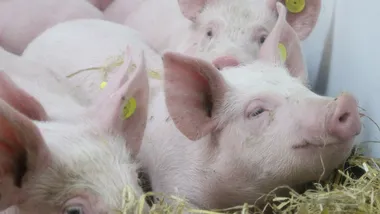 Зображення Phys