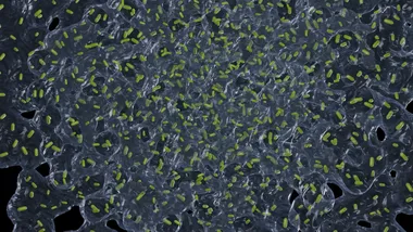 Зображення siliconrepublic.com