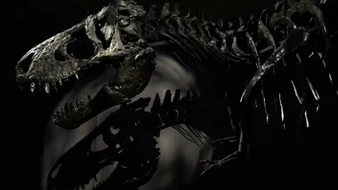 Кості динозавра. Фото Jesper Aggergaard