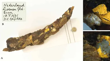 Зображення ZME Science