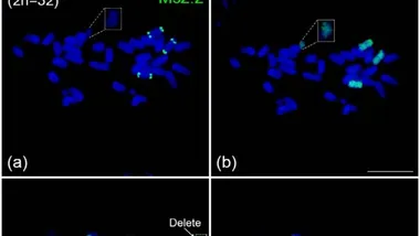 Фото Horticulture Research