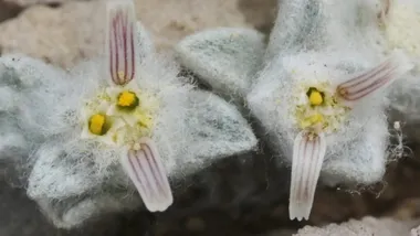Зображення James Bailey, California Academy of Sciences
