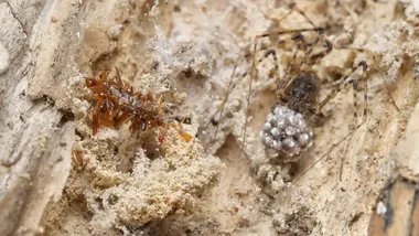 Зображення ZME Science