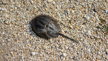 Зображення NYT