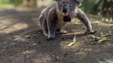 Зображення ZME Science