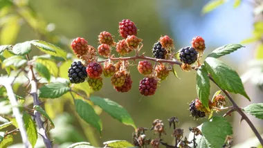 Зображення Sci.News