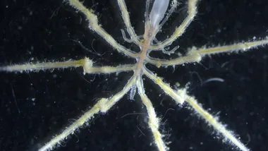 Зображення New Scientist