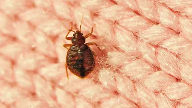 Зображення Futurity