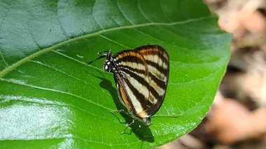 Зображення ZME Science