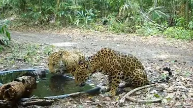 Зображення Sci.News