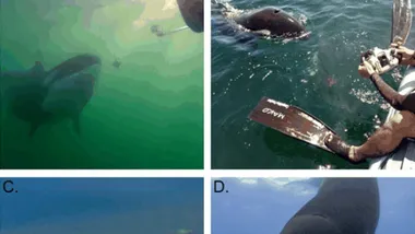 Зображення Sci.News