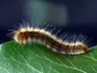 Отруйні гусениці: небезпека та користь для людини