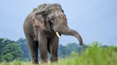 Зображення Cosmos