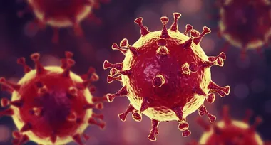 Коли з'явився вірус SARS-CoV-2?