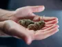 Медичні дослідження: Cannabis як потенційний інструмент проти раку