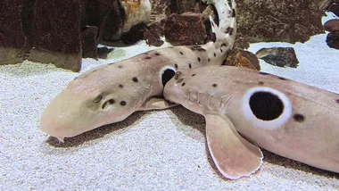 Зображення ZME Science