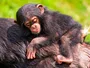 Дослідники виявили відсутність дезорганізованої прив'язаності у диких шимпанзе