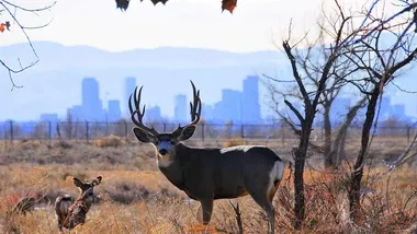 Зображення ZME Science