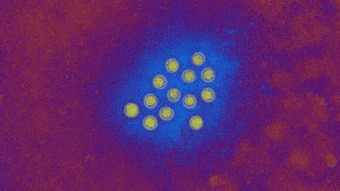 Зображення NYT