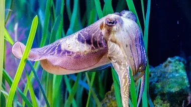 Зображення Andrea Acanfora