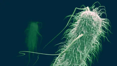 Зображення Sci.News