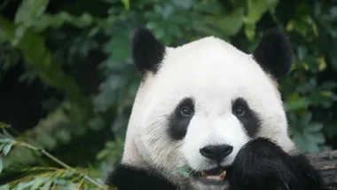 Фото pandamemes snow