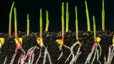 Зображення Cosmos