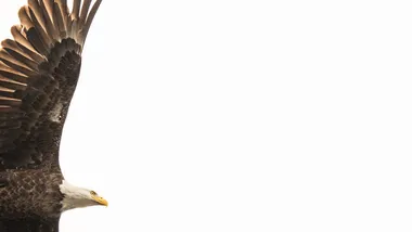 Зображення NYT