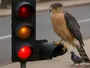 Яструб у місті навчився використовувати світлофори для полювання