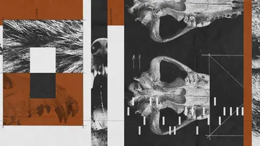 Зображення NYT