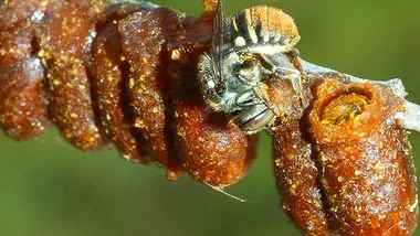 Зображення Phys