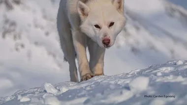 Зображення ZME Science