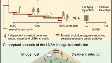 Зображення phys.org